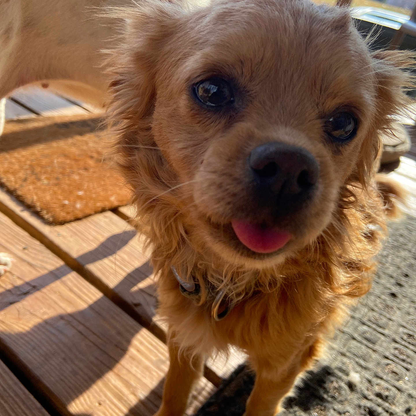 Toby joined the competition — help win amazing prizes! animal, architecture, boardwalk, bridge, building, canine, cockerspaniel, deck, dog, goldenretriever, hardwood, house, housing, pet, plywood, poodle, porch, puppy, terrier, wood