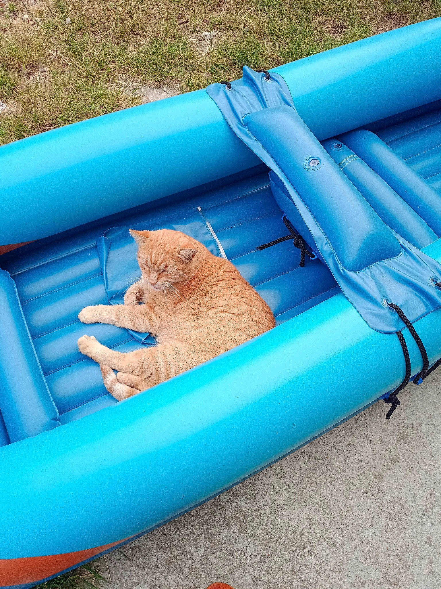 Rex participe au concours pour gagner de l'argent avec cette photo : baby_products, blue, carnivore, cat, felidae, fun, games, inflatable, leisure, outdoor_furniture, play, recreation, small_to_medium_sized_cats, sun_tanning