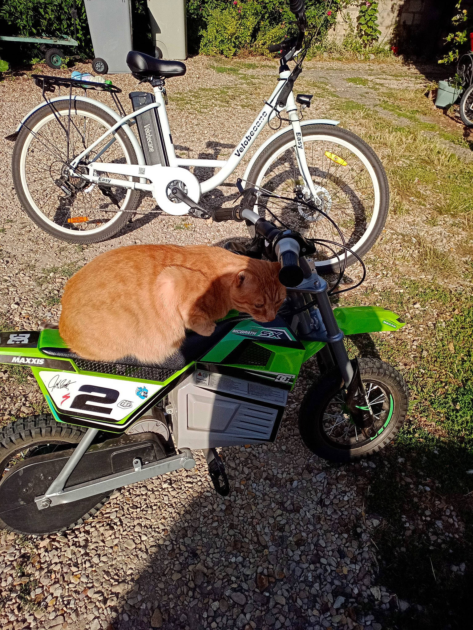 Rex participe au concours pour gagner de l'argent avec cette photo : bicycle, bicycle_accessory, bicycle_part, bicycle_saddle, bicycle_tire, bicycle_wheel, canidae, fawn, mountain_bike, recreation, spoke, sports_equipment, tire, vehicle, wheel