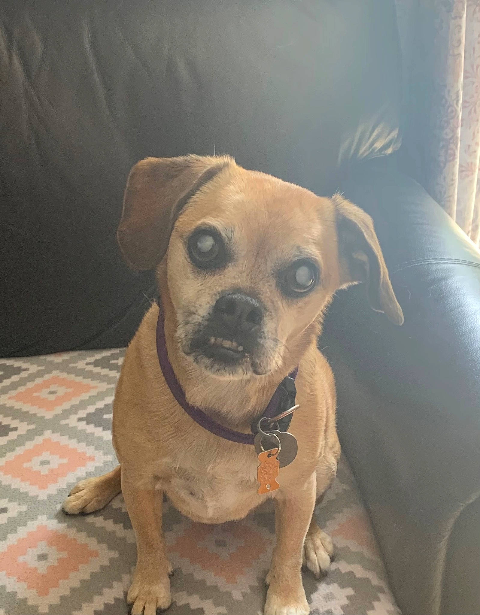 Kayla joined the competition — help win amazing prizes! canidae, carnivore, chair, comfort, companion_dog, couch, dog, dog_breed, eye, fawn, flooring, fur, head, paw, pet_supply, snout, sporting_group, toy_dog, whiskers, working_animal