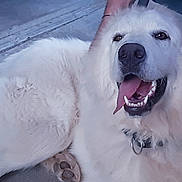 Kaïra participe au concours pour gagner de l'argent avec cette photo : dog, white_dog, panting, tongue_out, collar, paw, leash, happy, pet, canine, fur, animal, outdoor, concrete, close_up, mammal, friendly, companion, resting, domestic_animal