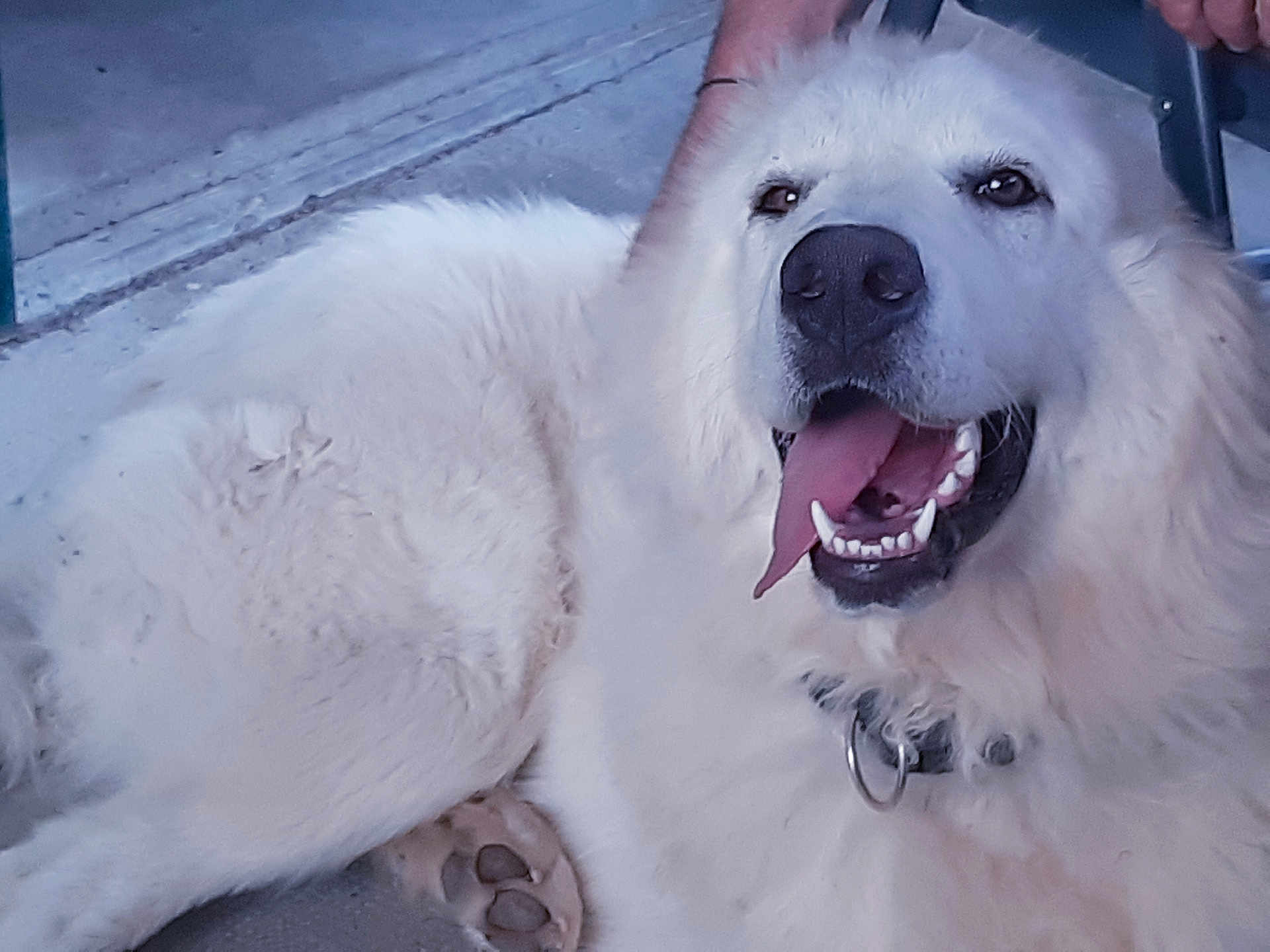 Kaïra participe au concours pour gagner de l'argent avec cette photo : dog, white_dog, panting, tongue_out, collar, paw, leash, happy, pet, canine, fur, animal, outdoor, concrete, close_up, mammal, friendly, companion, resting, domestic_animal
