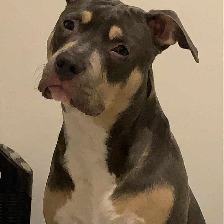 Saiko participe au concours pour gagner de l'argent avec cette photo : animal, bostonbull, boxer, bulldog, canine, dog, frenchbulldog, greatdane, hound, pet, pitbull, pointer, puppy, snout, terrier