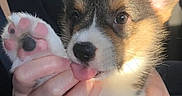 Wick joined the competition — help win amazing prizes! puppy, dog, corgi, paw, paw_pads, tongue, cute, pet, animal, fur, ears, hand, holding, close_up, sunlight, car_interior, black_nose, brown_eyes, adorable, young