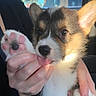 puppy, dog, corgi, paw, paw_pads, tongue, cute, pet, animal, fur, ears, hand, holding, close_up, sunlight, car_interior, black_nose, brown_eyes, adorable, young