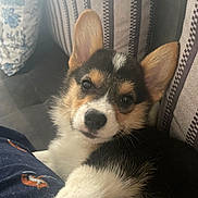 Wick joined the competition — help win amazing prizes! dog, puppy, corgi, close_up, indoor, couch, pillow, striped, floral, pet, cute, fur, ears, paw, relaxed, looking_at_camera, cozy, comfortable, home, animal