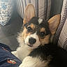 dog, puppy, corgi, close_up, indoor, couch, pillow, striped, floral, pet, cute, fur, ears, paw, relaxed, looking_at_camera, cozy, comfortable, home, animal