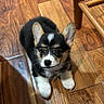 corgi, puppy, dog, floor, wooden_floor, indoor, pet, animal, cute, small, fur, black_fur, white_fur, brown_fur, ears, collar, tag, sitting, looking_up, playful