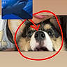 dog, face, pet, close_up, red_circle, red_arrow, shark, overlay, human, mouth, nose, eyes, expression, animal, photo_overlay, beige_background, portrait, surprised, digital_edit, indoor