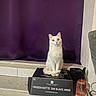 cat, white_cat, box, indoor, curtain, purple_curtain, spray_bottle, floor_tiles, pet, animal, sitting, looking_up, feline, household, cords, container, clean, domestic, curious, object