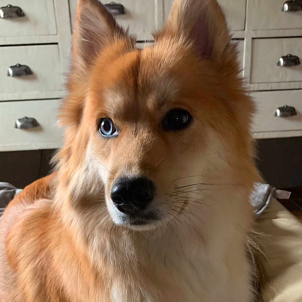 Belle