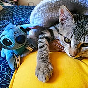 Félix participe au concours pour gagner de l'argent avec cette photo : cat, tabby, plush_toy, stitch, blanket, yellow_cushion, bedspread, blue_pattern, indoor, pet, animal, relaxed, soft_texture, paw, ears, whiskers, closeup, fur, toy, resting