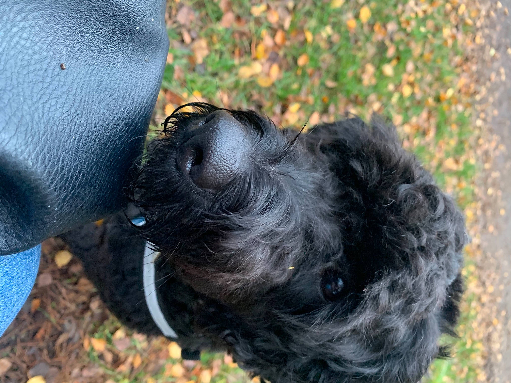Beau joined the competition — help win amazing prizes! canidae, carnivore, companion_dog, dog, dog_breed, dog_collar, fur, non_sporting_group, puppy, small_terrier, snout, sporting_group, terrier, toy_dog, water_dog, working_animal, working_dog