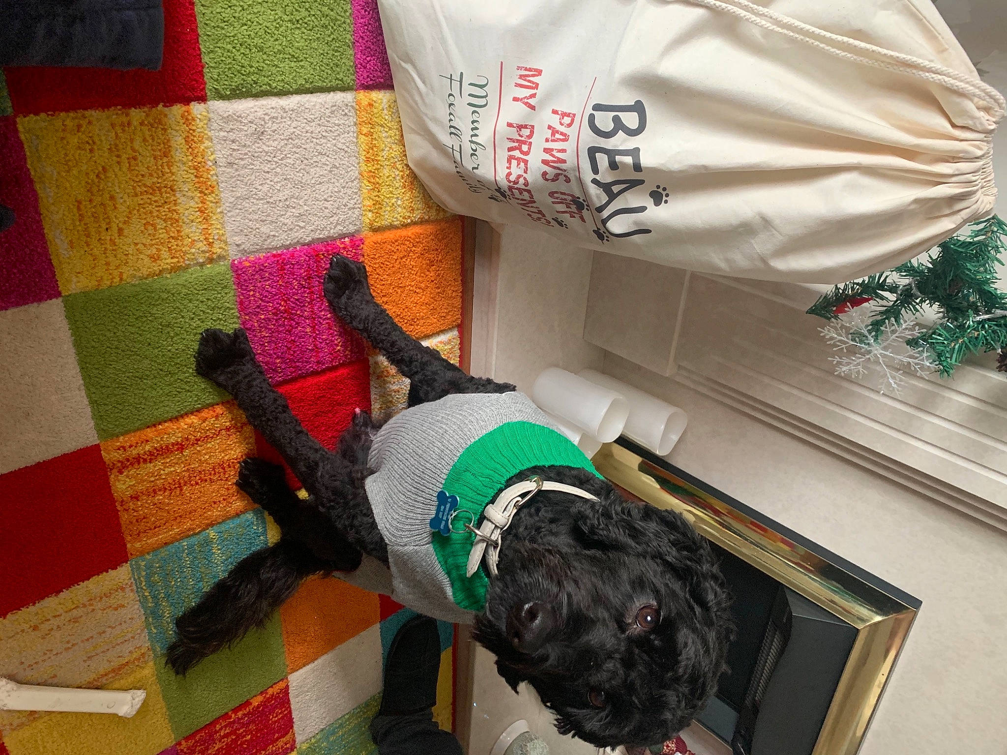 Beau joined the competition — help win amazing prizes! canidae, carnivore, companion_dog, creative_arts, dog, dog_breed, dog_clothes, dog_supply, flooring, fur, green, linens, mat, pattern, sporting_group, tail, textile, vertebrate, wool, working_animal