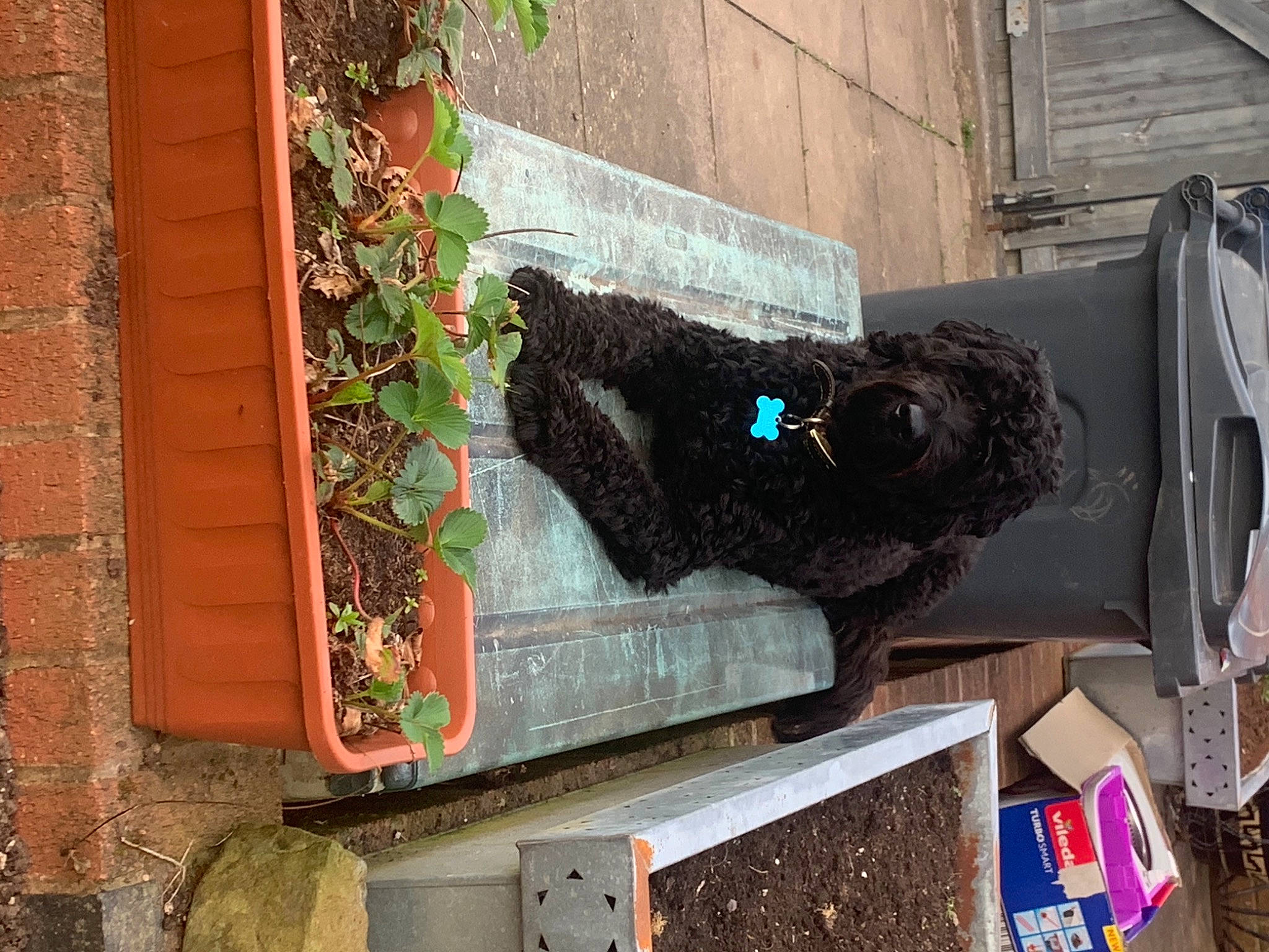 Beau joined the competition — help win amazing prizes! brick, brickwork, carnivore, sculpture