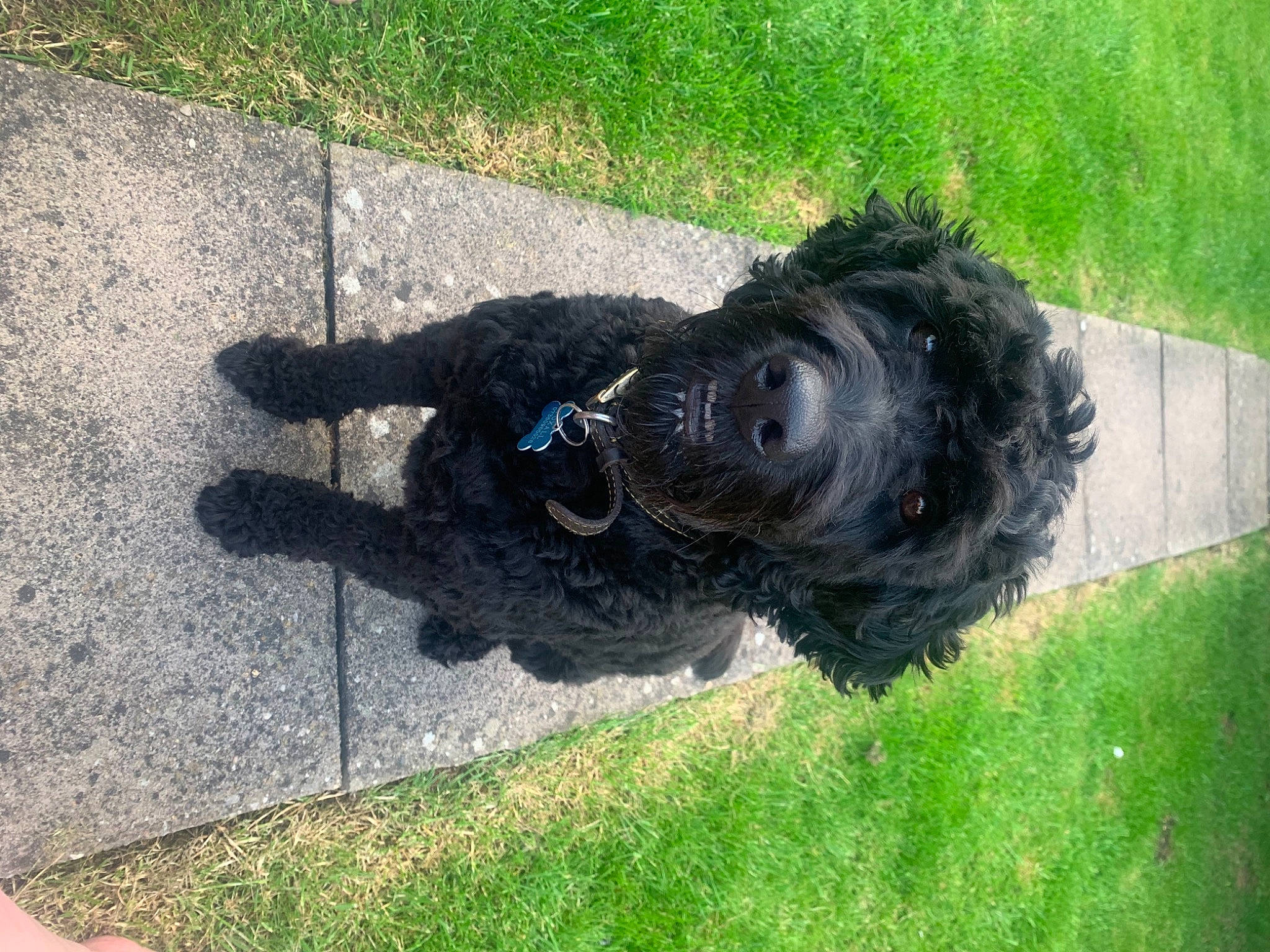 Beau is registered to the contest to win money with this photo: canidae, carnivore, companion_dog, dog, dog_breed, finger, fur, grass, grass_family, lawn, nail, portuguese_water_dog, shadow, snout, sporting_group, terrier, thumb, water_dog, working_animal, working_dog