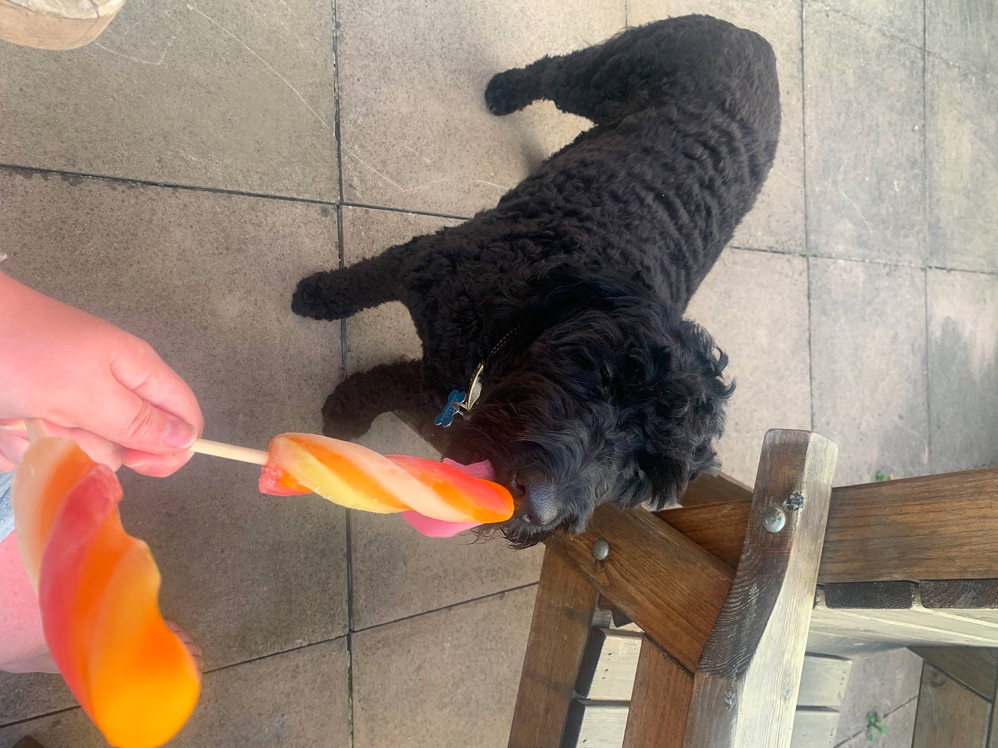 Beau is registered to the contest to win money with this photo: canidae, carnivore, companion_dog, dog, dog_breed, dog_collar, dog_supply, fur, nail, portuguese_water_dog, small_terrier, sporting_group, tail, terrier, water_dog, wood_stain, working_animal