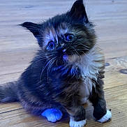 Astrale participe au concours pour gagner de l'argent avec cette photo : adorable, animal, blue_eyes, cat, curious, cute, ears, fluffy, fur, furry, indoor, kitten, pet, sitting, small, tortoiseshell, whiskers, white_paws, wooden_floor, young