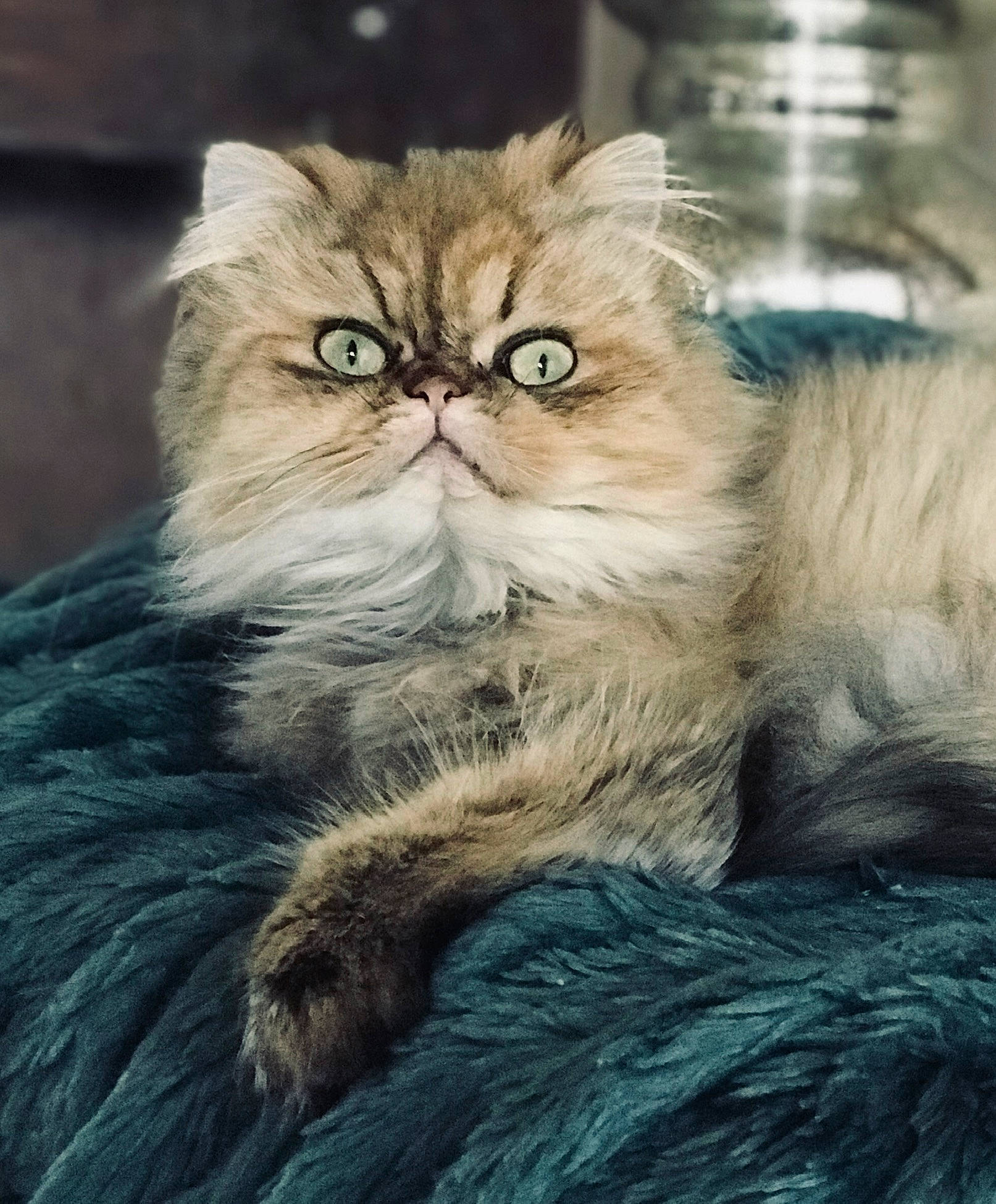 Ellie joined the competition — help win amazing prizes! british_longhair, carnivore, cat, close_up, eye, fawn, felidae, fur, persian, plant, small_to_medium_sized_cats, snout, terrestrial_animal, whiskers, wildlife
