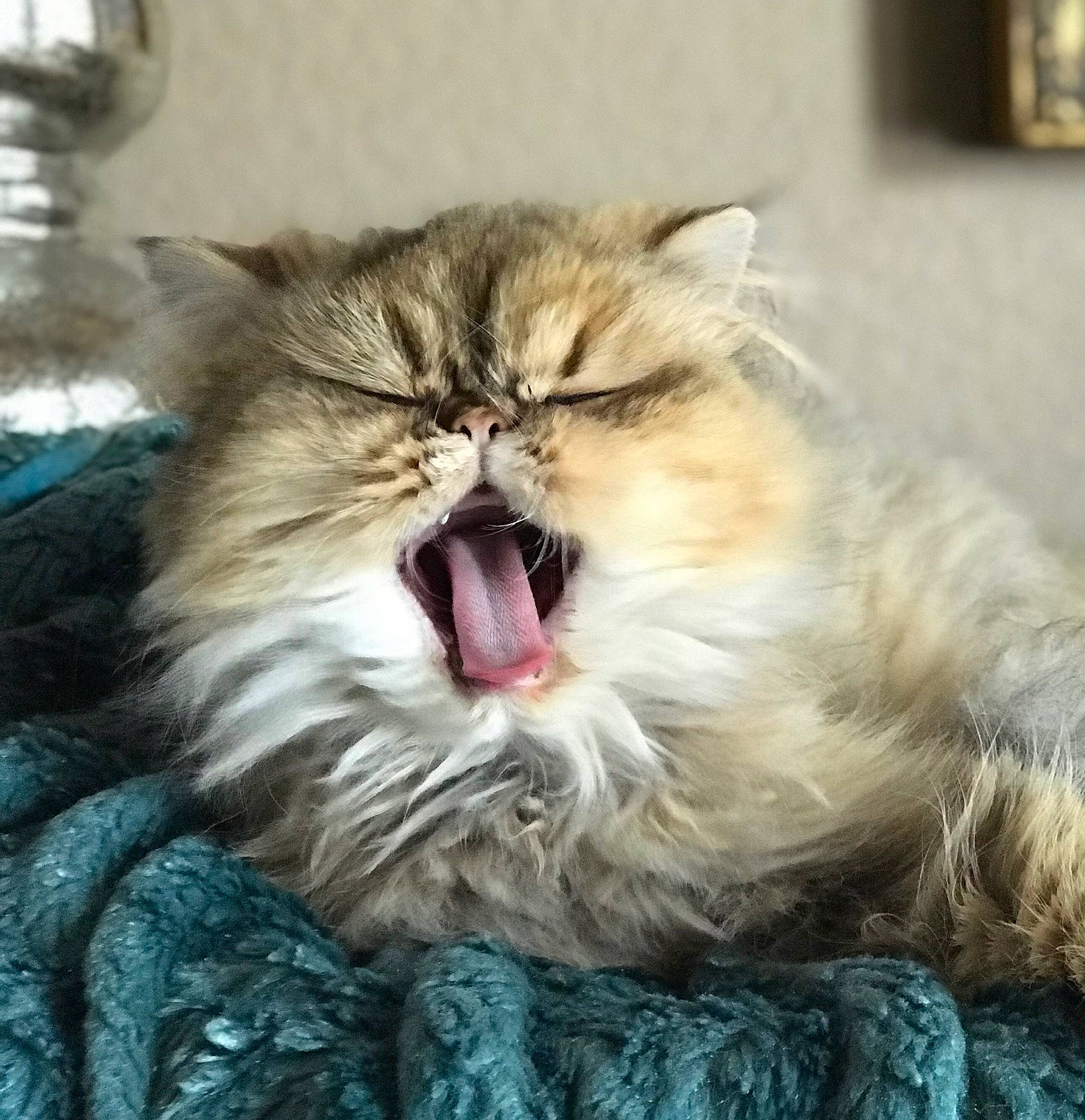 Ellie joined the competition — help win amazing prizes! british_longhair, carnivore, cat, close_up, companion_dog, eye, fang, felidae, fur, happy, paw, persian, plant, shout, small_to_medium_sized_cats, smile, terrestrial_animal, whiskers, yawn