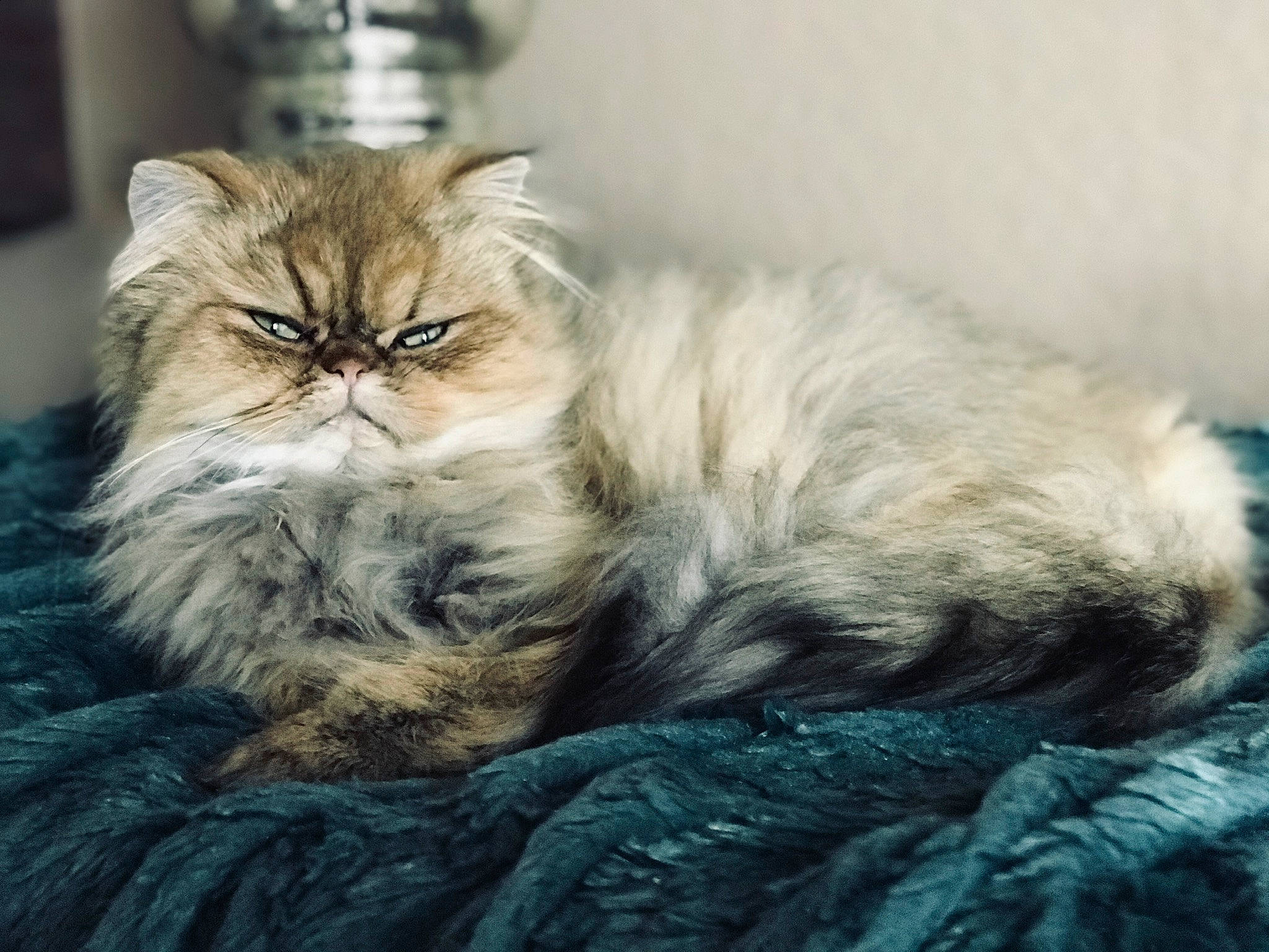 Ellie is registered to the contest to win money with this photo: carnivore, cat, claw, cloud, comfort, electric_blue, felidae, fur, grey, maine_coon, paw, plant, small_to_medium_sized_cats, snout, terrestrial_animal, whiskers