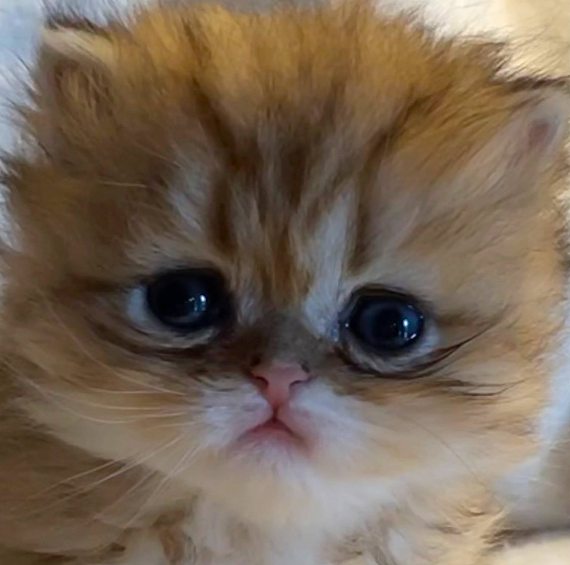 Charlotte is registered to the contest to win money with this photo: british_longhair, carnivore, cat, close_up, companion_dog, fawn, felidae, fur, iris, peach, persian, photography, plant, small_to_medium_sized_cats, snout, terrestrial_animal, whiskers, working_animal