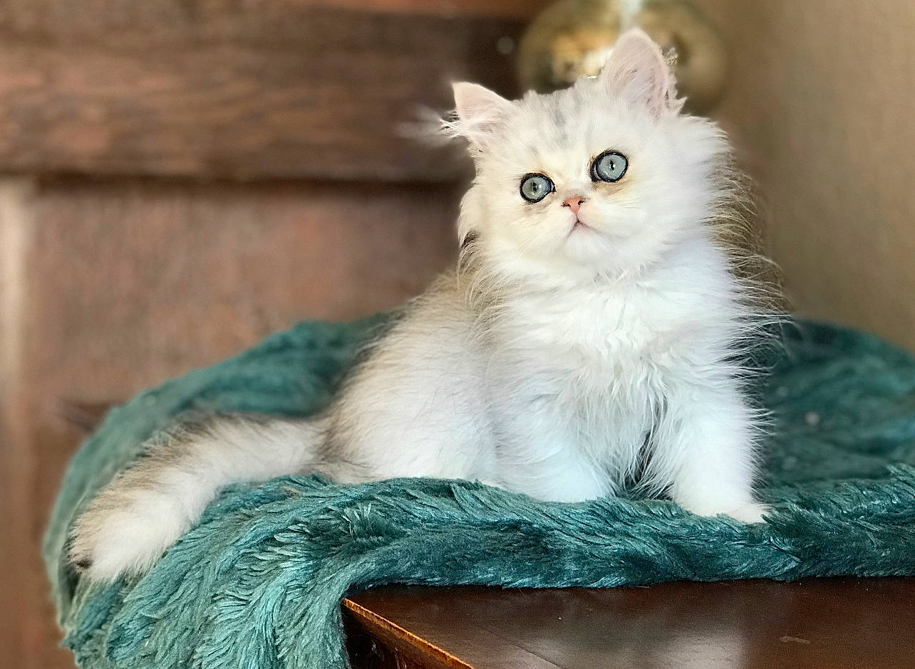 Theodore joined the competition — help win amazing prizes! carnivore, cat, cat_supply, claw, comfort, domestic_short_haired_cat, felidae, fur, paw, sitting, small_to_medium_sized_cats, tail, whiskers, window