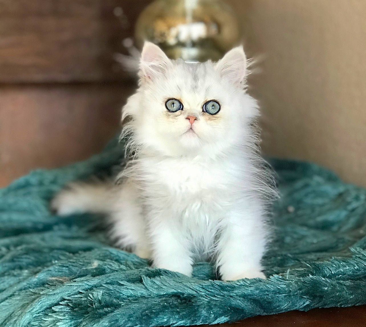 Theodore is registered to the contest to win money with this photo: birman, carnivore, cat, claw, domestic_short_haired_cat, fawn, felidae, fur, hemp, paw, photo_caption, sitting, small_to_medium_sized_cats, snout, tail, whiskers