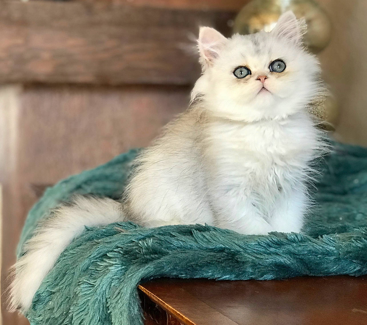 Theodore joined the competition — help win amazing prizes! carnivore, cat, cat_supply, claw, comfort, domestic_short_haired_cat, fawn, felidae, fur, natural_material, paw, sitting, small_to_medium_sized_cats, snout, tail, terrestrial_animal, whiskers, window, wood