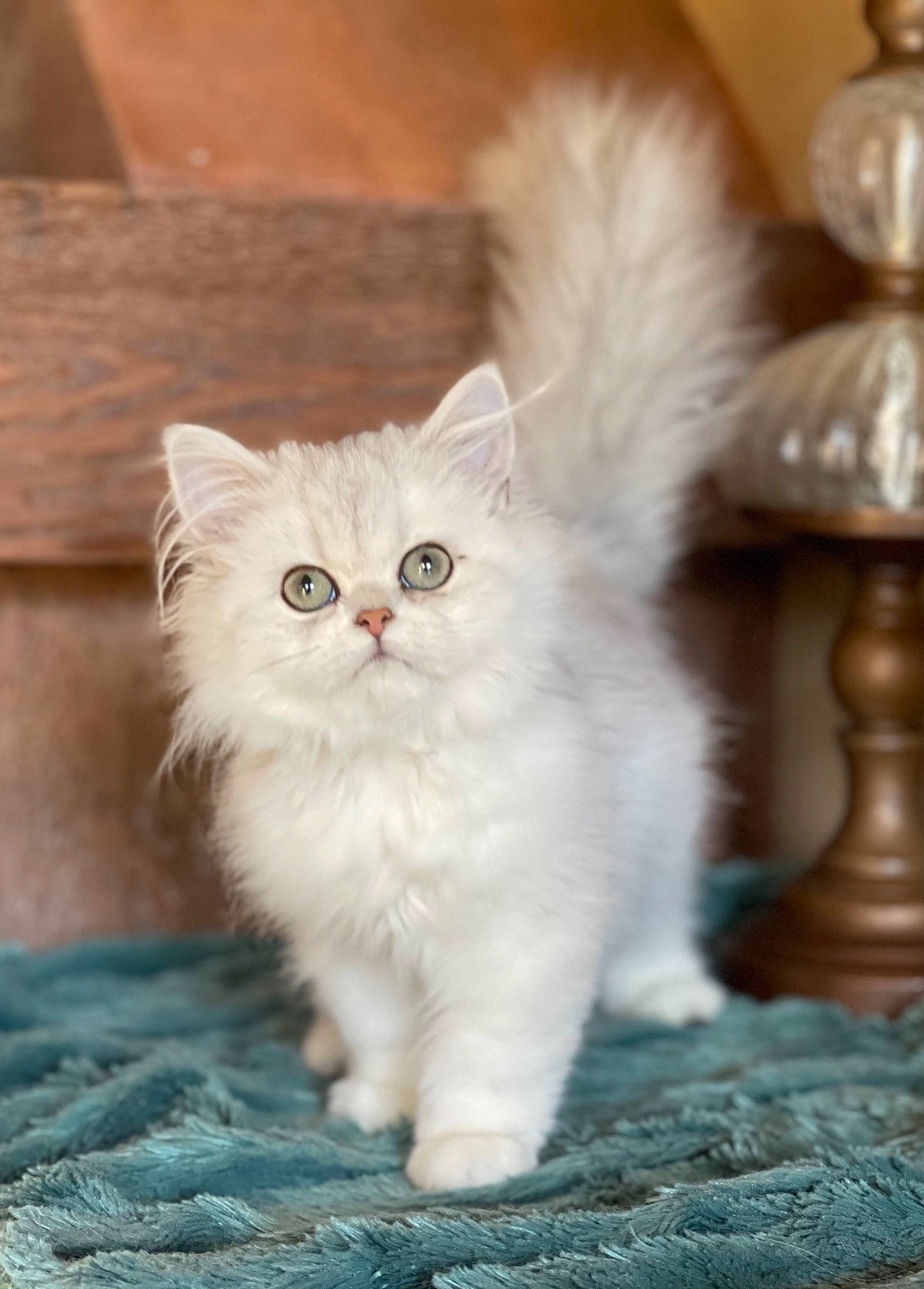 Millie is registered to the contest to win money with this photo: carnivore, cat, claw, fawn, felidae, fur, paw, small_to_medium_sized_cats, snout, tail, terrestrial_animal, whiskers, wood