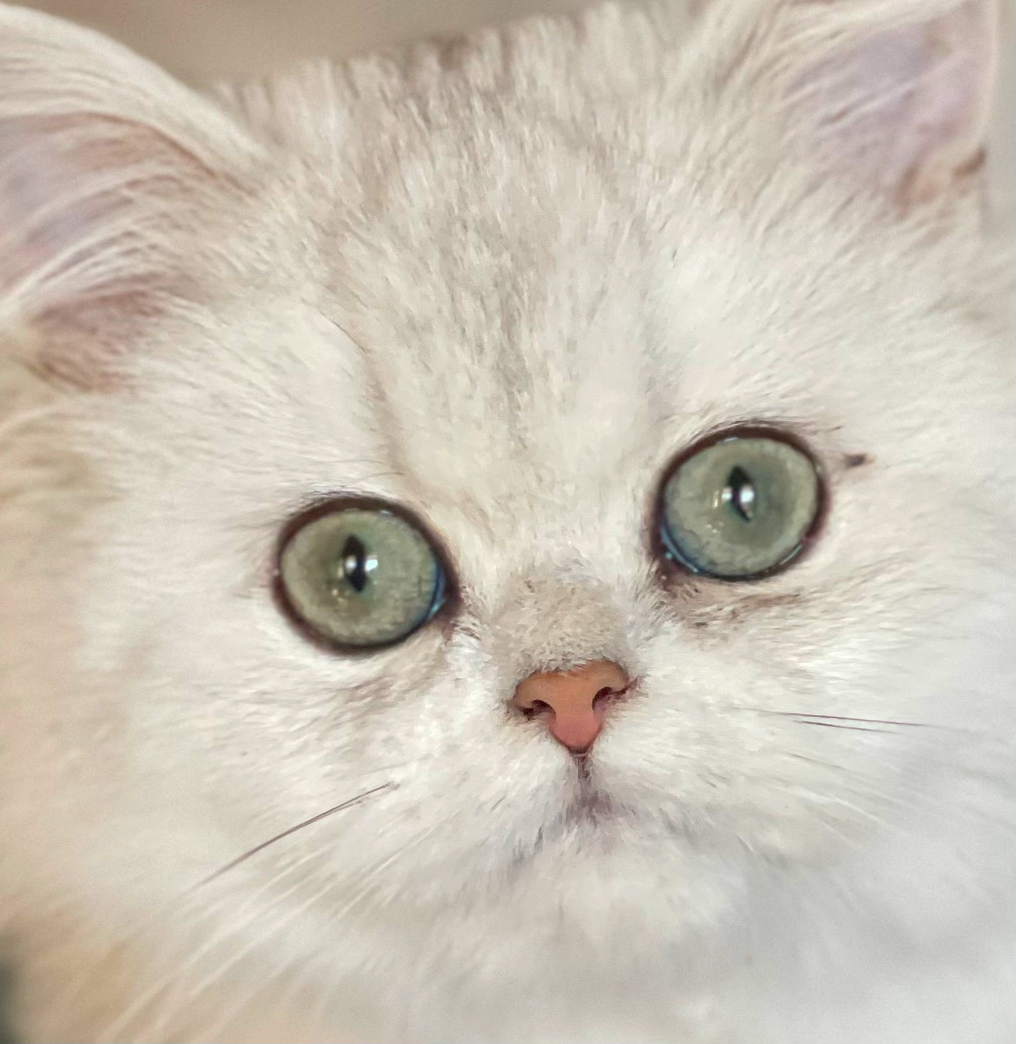 Millie is registered to the contest to win money with this photo: carnivore, cat, felidae, fur, iris, small_to_medium_sized_cats, snout, whiskers