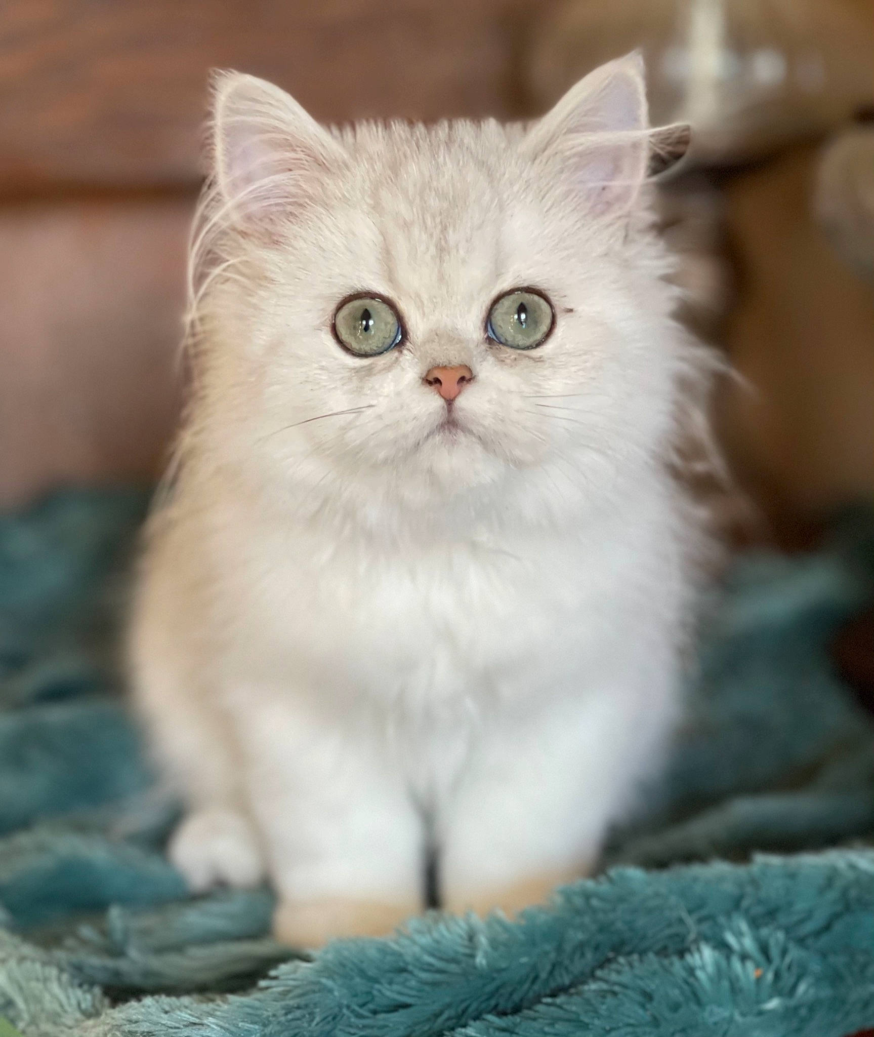 Millie is registered to the contest to win money with this photo: carnivore, cat, fawn, felidae, fur, paw, small_to_medium_sized_cats, snout, terrestrial_animal, whiskers