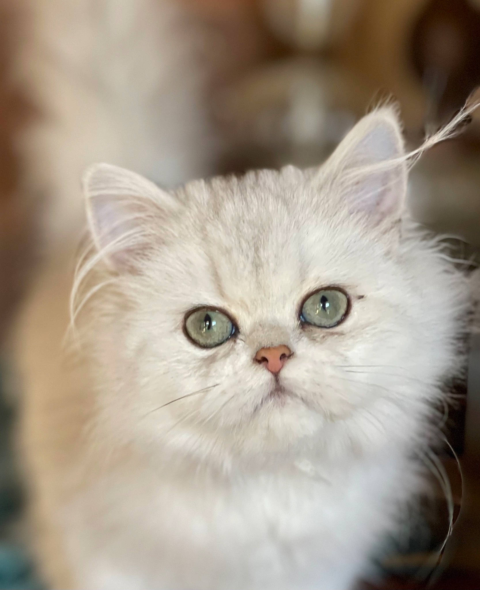 Millie joined the competition — help win amazing prizes! carnivore, cat, felidae, fur, persian, plant, small_to_medium_sized_cats, snout, whiskers