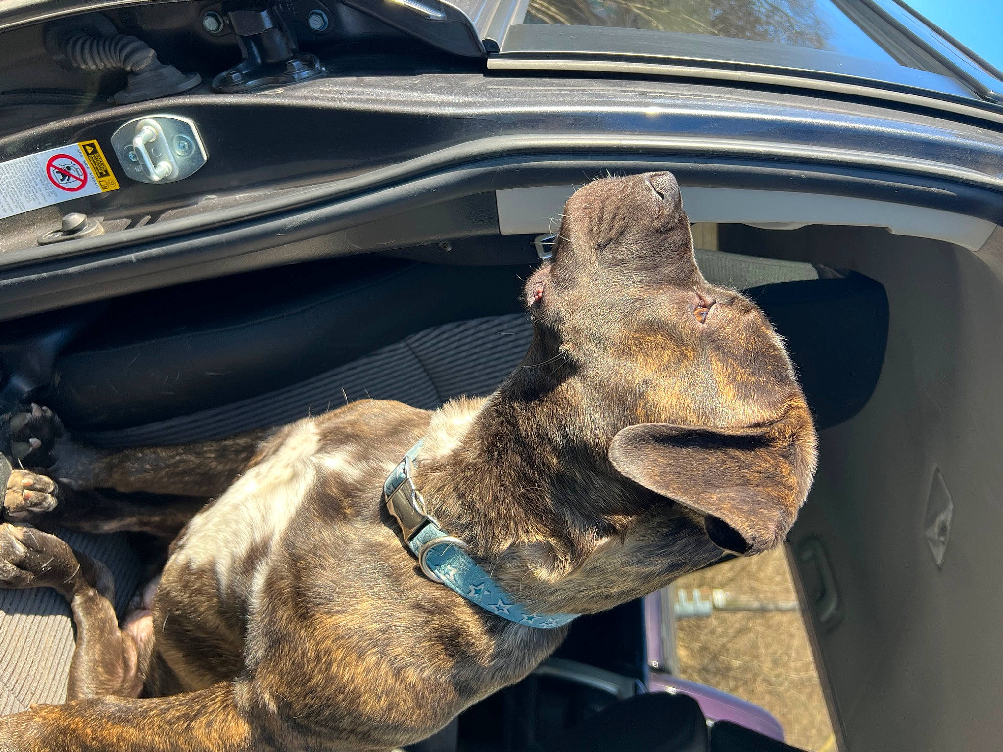 Lilith joined the competition — help win amazing prizes! auto_part, automotive_exterior, automotive_lighting, automotive_tire, car, carnivore, collar, dog, dog_breed, fawn, fender, hood, jaw, land_vehicle, liver, motor_vehicle, vehicle, vehicle_door, window, working_animal