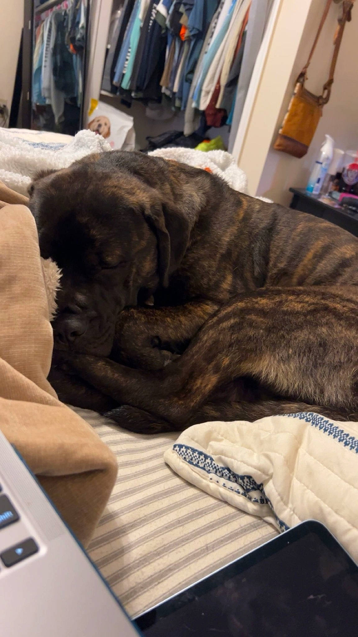 Lilith joined the competition — help win amazing prizes! canidae, carnivore, collar, comfort, companion_dog, dog, dog_breed, dog_collar, fawn, fur, guard_dog, liver, nap, room, snout, sporting_group, whiskers, wood, working_animal, wrinkle