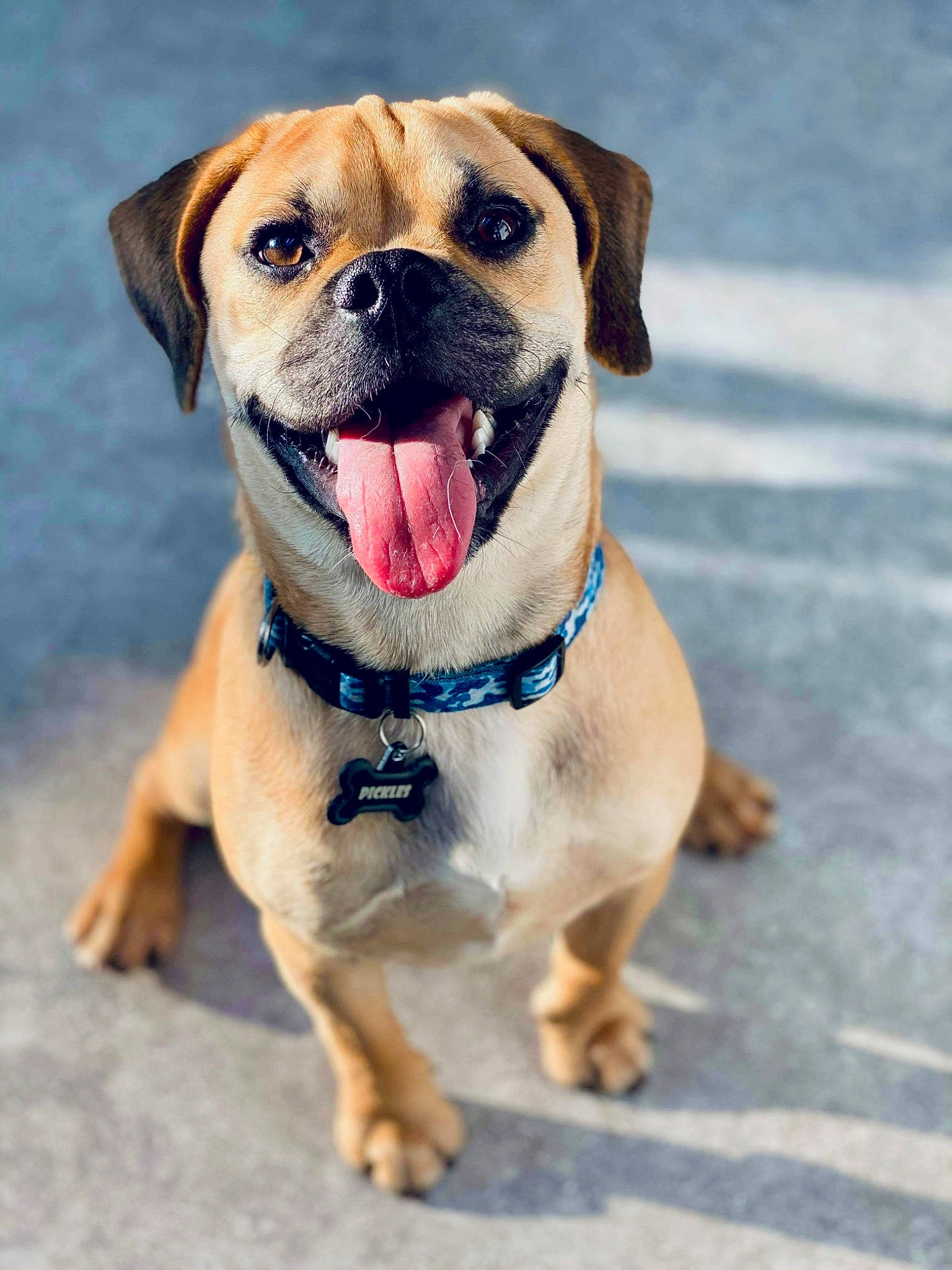 Pickles is registered to the contest to win money with this photo: ancient_dog_breeds, canidae, carnivore, companion_dog, dog, dog_breed, fawn, mammal, pug, puggle, puppy, rare_breed_dog, snout, sporting_group, tongue, vertebrate
