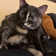 Lucy is registered to the contest to win money with this photo: cat, tortoiseshell_cat, pet, animal, feline, fur, whiskers, ears, eyes, indoor, bed, blanket, poster, wall, plush, curious, resting, black_surface, closeup, cute
