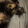 Lucy is registered to the contest to win money with this photo: cat, feline, pet, lying_down, bed, blanket, fur, whiskers, ears, paws, domestic_animal, indoor, resting, cute, cozy, soft, striped, pattern, curious, animal