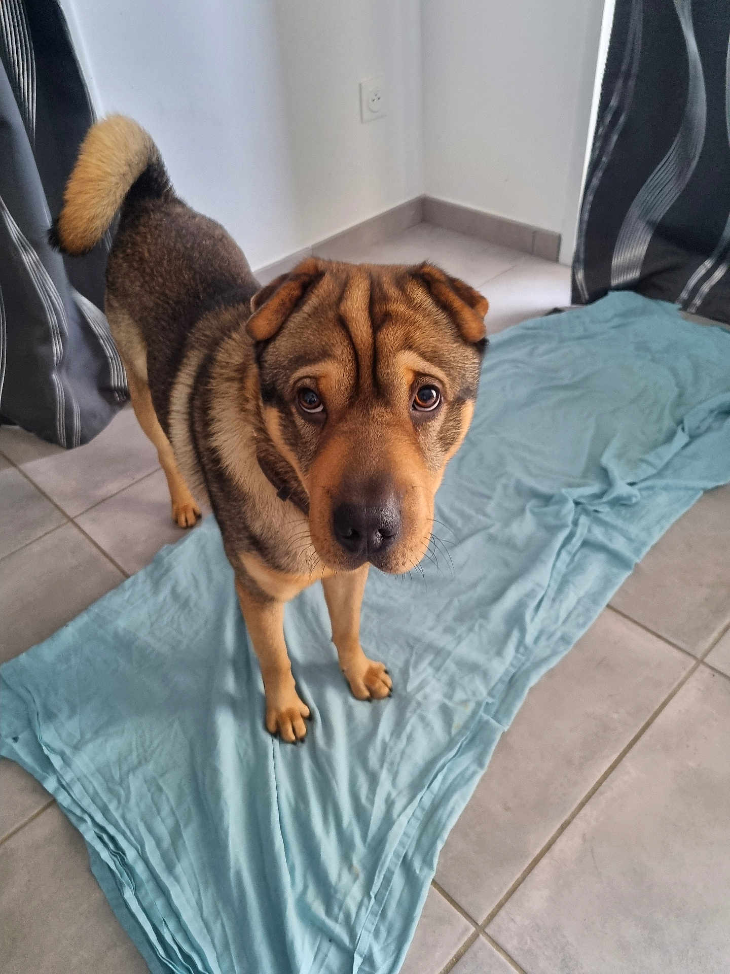 Rocky a rejoint le concours — aidez-le/la à gagner de superbes lots ! dog, pet, indoor, tile_floor, sheet, brown_fur, wrinkled_face, curtain, looking_up, eyes, nose, tail, ears, paws, canine, floor, home_interior, portrait, companion, curious