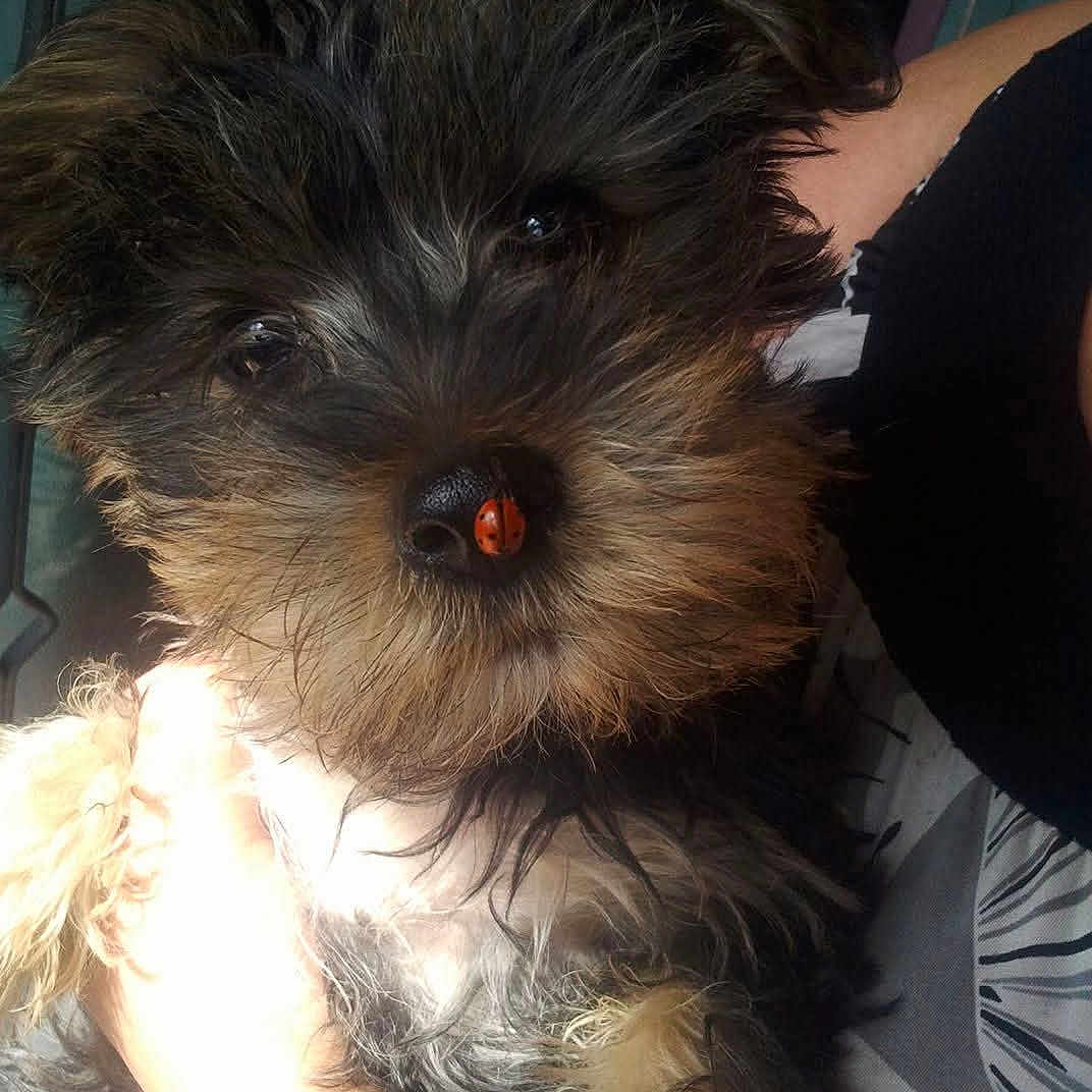 Luna