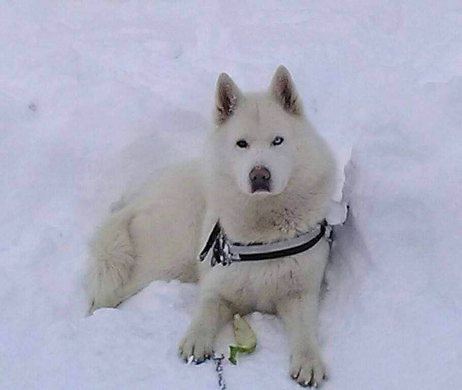 Everest a rejoint le concours — aidez-le/la à gagner de superbes lots ! ancient_dog_breeds, canidae, carnivore, companion_dog, dog, dog_breed, freezing, fur, german_spitz_klein, ice_cap, non_sporting_group, polar_ice_cap, snout, snow, sporting_group, terrestrial_animal, volpino_italiano, wildlife, winter, working_animal