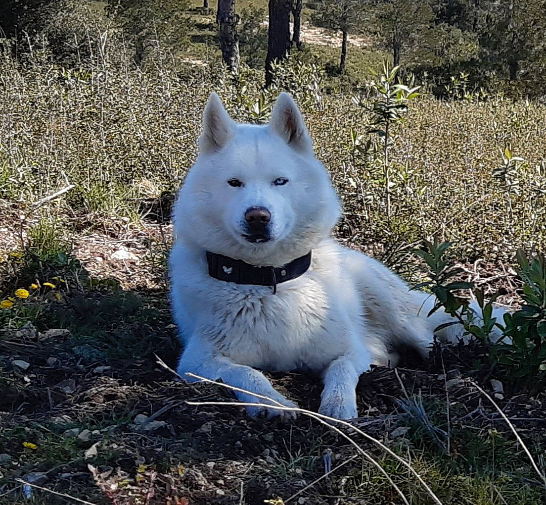 Everest a rejoint le concours — aidez-le/la à gagner de superbes lots ! ancient_dog_breeds, canidae, canis, carnivore, companion_dog, dog, dog_breed, fang, fur, grass, herding_dog, non_sporting_group, plant, tail, terrestrial_animal, tree, working_animal, working_dog