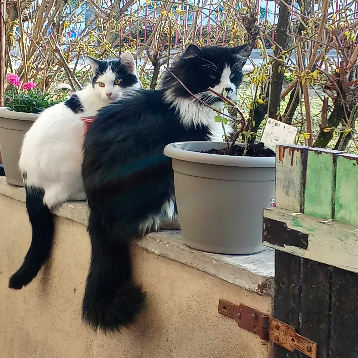 Vodka Et Rubis participe au concours pour gagner de l'argent avec cette photo : animal, backyard, bucket, cat, cookware, flower, flowerarrangement, jar, kitten, manx, pet, plant, planter, pot, pottedplant, pottery, soil, tree, vase, wood