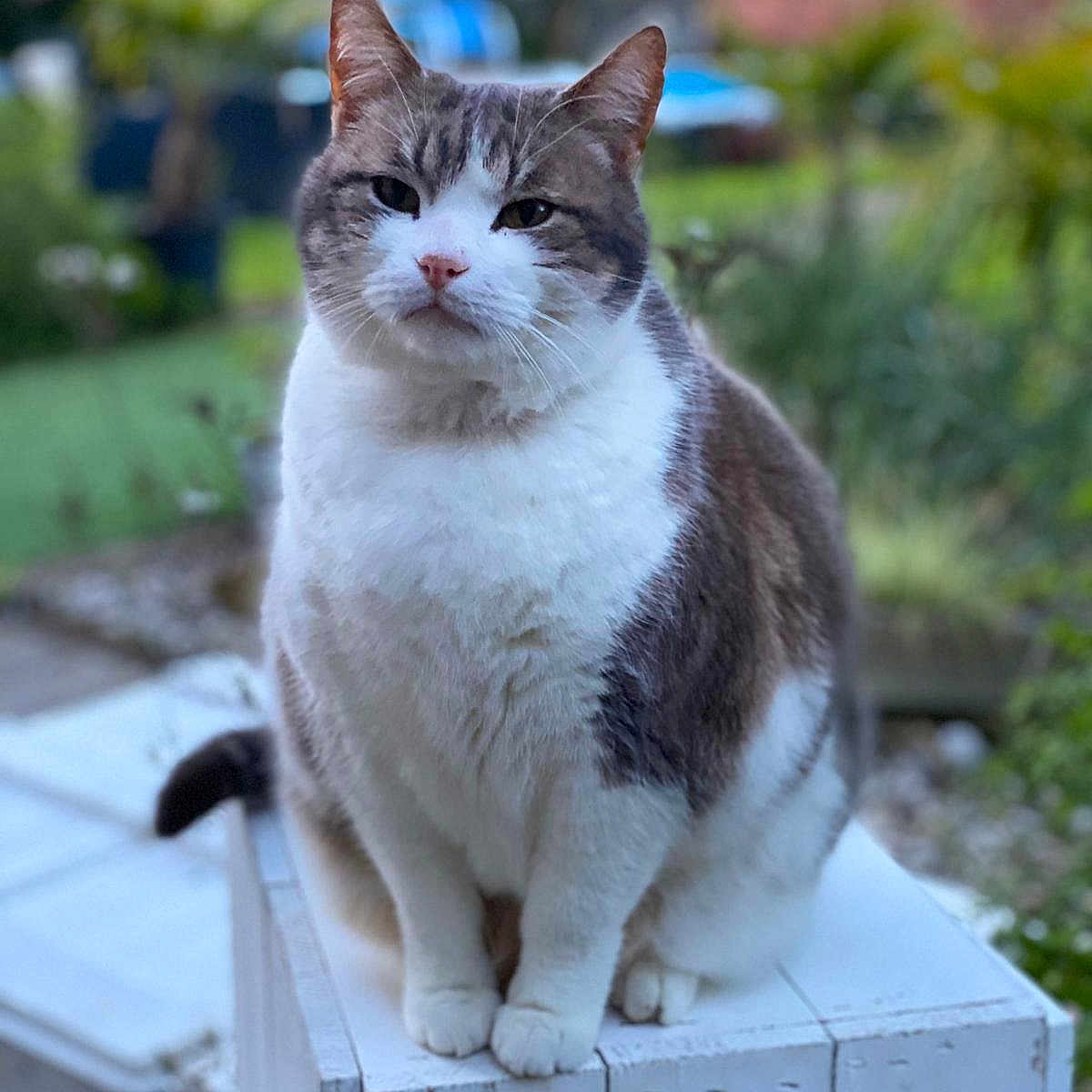 Tomate participe au concours pour gagner de l'argent avec cette photo : animal, blurred_background, brown, cat, cute, ears, feline, fur, garden, greenery, nature, nose, outdoor, paws, pet, portrait, sitting, whiskers, white, wooden_box