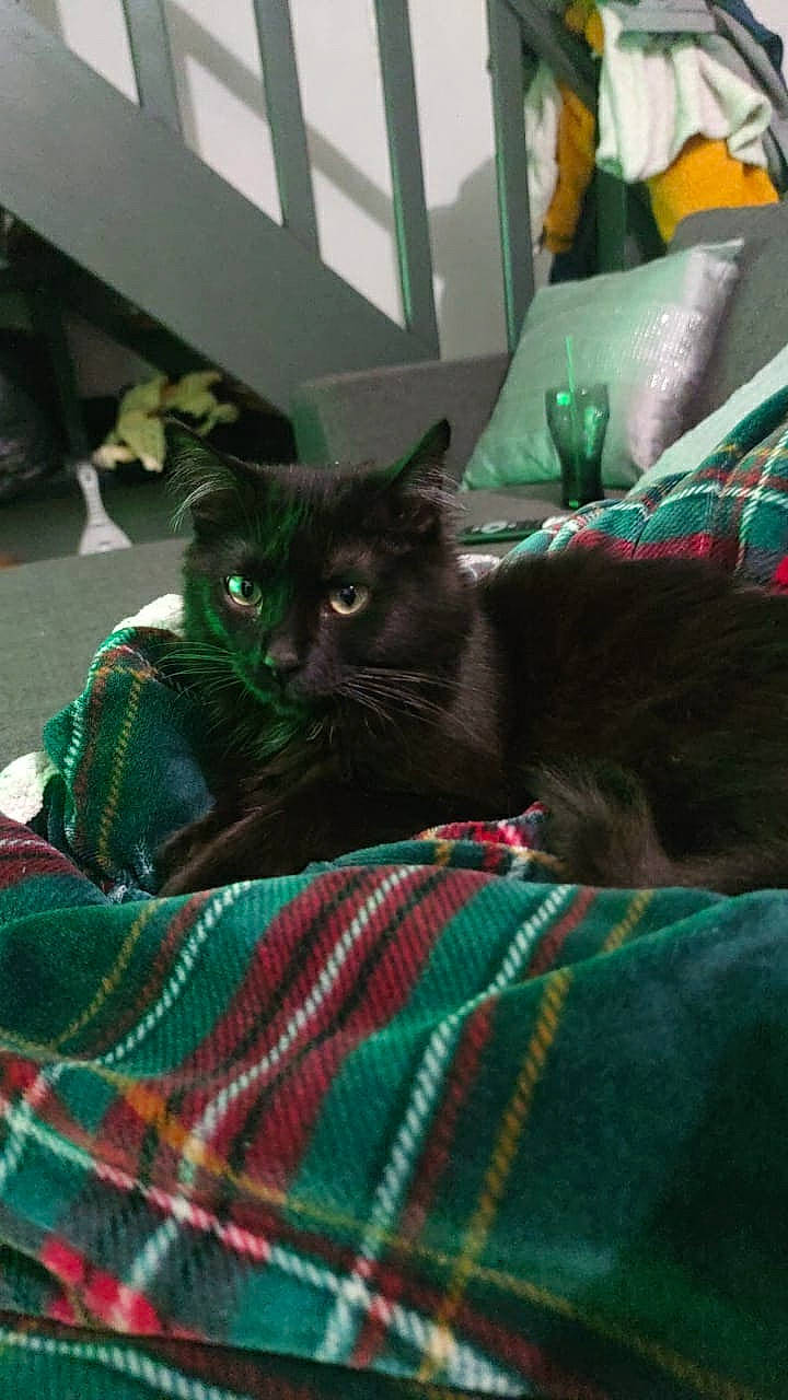 Sirius participe au concours pour gagner de l'argent avec cette photo : black_cat, bombay, carnivore, cat, comfort, domestic_short_haired_cat, felidae, fur, grass, green, grey, linens, pattern, plaid, room, small_to_medium_sized_cats, tail, tartan, textile, whiskers