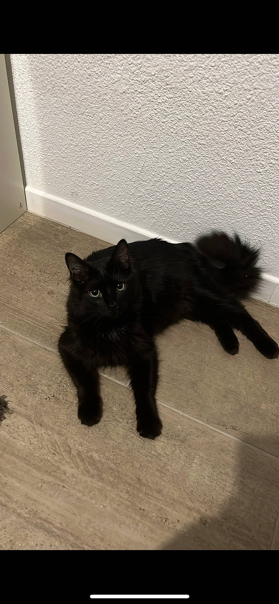 Sirius a rejoint le concours — aidez-le/la à gagner de superbes lots ! black_cat, bombay, carnivore, cat, claw, dog_breed, domestic_short_haired_cat, felidae, floor, flooring, fur, grey, mammal, paw, small_to_medium_sized_cats, snout, tail, terrestrial_animal, vertebrate, whiskers