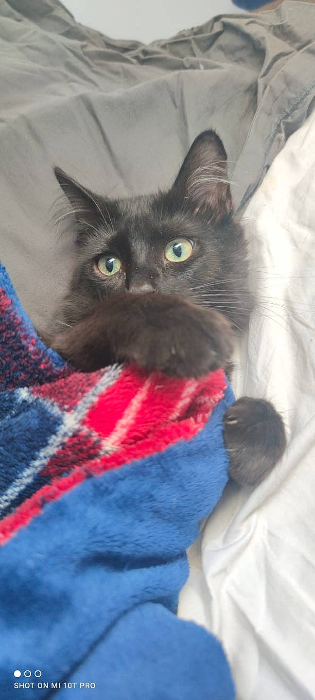 Sirius participe au concours pour gagner de l'argent avec cette photo : black_cat, carnivore, cat, cat_supply, claw, comfort, domestic_short_haired_cat, electric_blue, felidae, fur, grey, linens, pattern, plaid, small_to_medium_sized_cats, snout, tartan, whiskers, woolen, woven_fabric