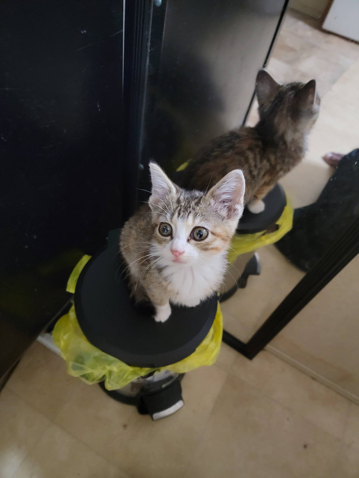 Nyla is registered to the contest to win money with this photo: carnivore, cat, cat_toy, domestic_short_haired_cat, door, felidae, flooring, fur, grey, paw, small_to_medium_sized_cats, tail, whiskers, window