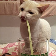 Olaf a rejoint le concours — aidez-le/la à gagner de superbes lots ! cat, white_cat, indoor, glass, straw, drinking, curious, pet, animal, feline, close_up, table, hand, text_on_glass, pink, beige, fabric, cushion, background, cozy