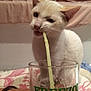 cat, white_cat, indoor, glass, straw, drinking, curious, pet, animal, feline, close_up, table, hand, text_on_glass, pink, beige, fabric, cushion, background, cozy